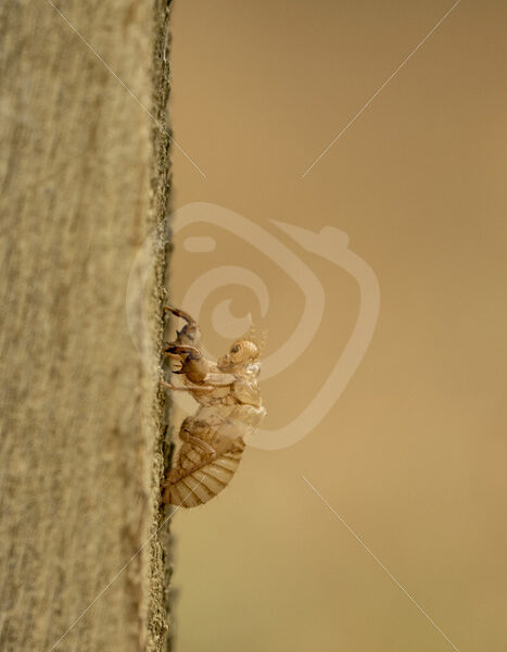 Cicada exoskeleton hanging on wood - Nature Stock Photo Agency