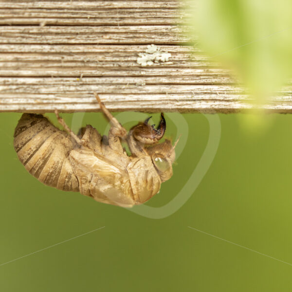 Cicada exuviae handing upside down - Nature Stock Photo Agency