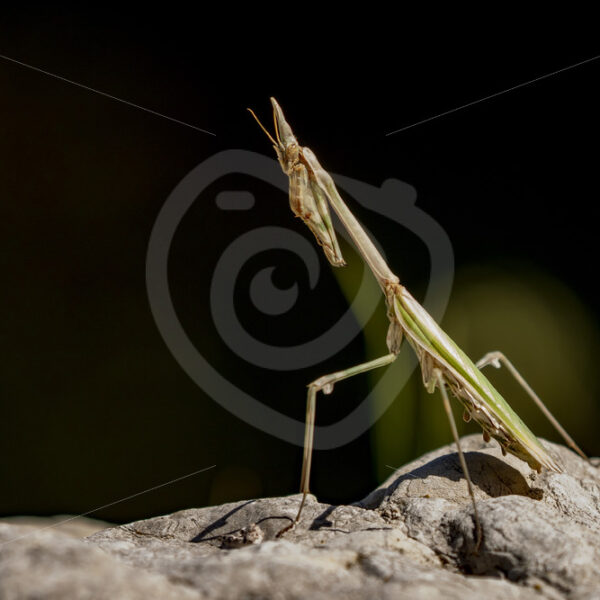 Conehead mantis in praying position - Nature Stock Photo Agency