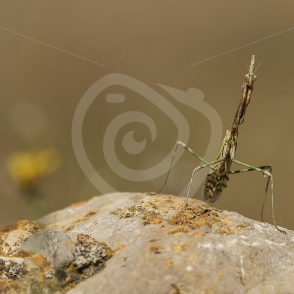 Conehead mantis looking straight into the lens - Nature Stock Photo Agency