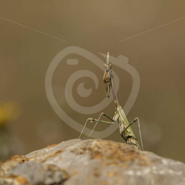 Conehead praying mantis posing on a rock - Nature Stock Photo Agency