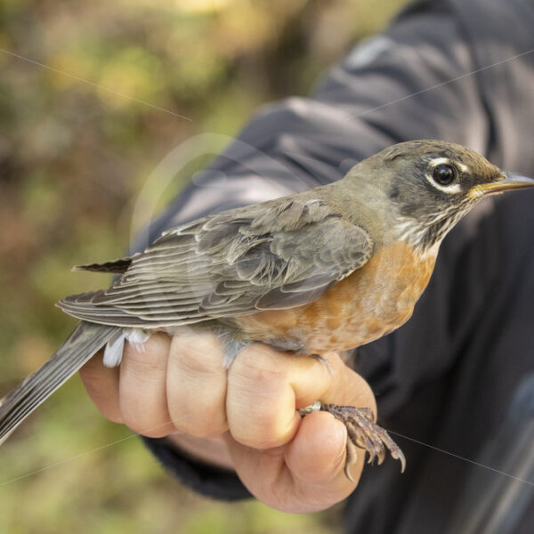 Female American robin held by a researcher for ringing, Canada - Nature Stock Photo Agency