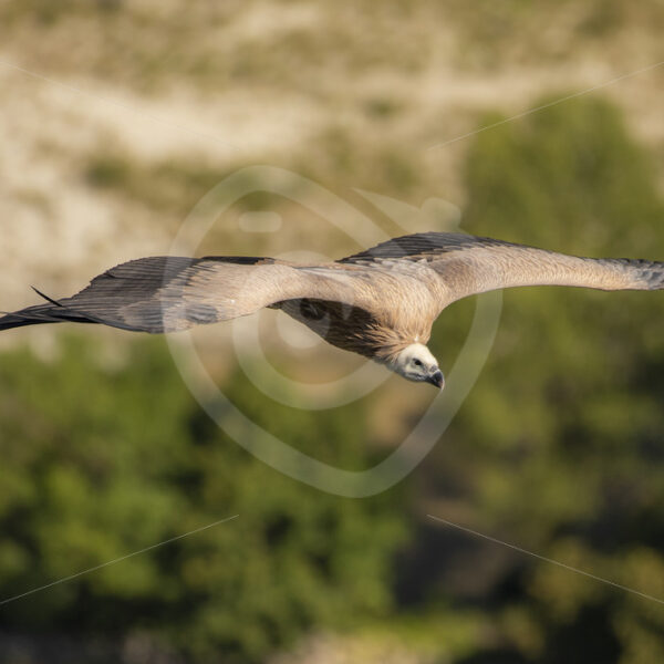 Griffon vulture caught in flight - Nature Stock Photo Agency