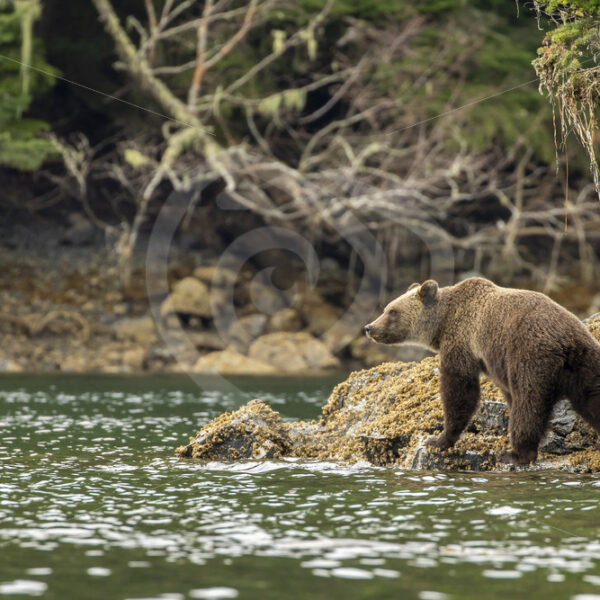 Grizzly bear crossing the shores - Nature Stock Photo Agency