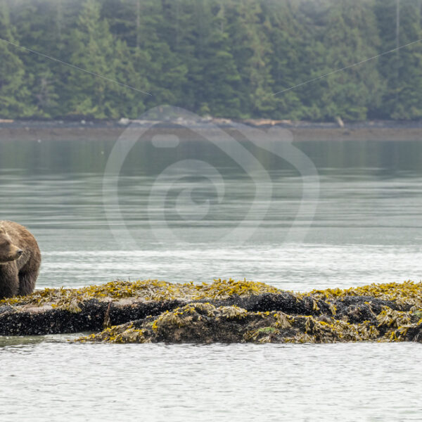 Grizzly bear searching for crustaceans - Nature Stock Photo Agency