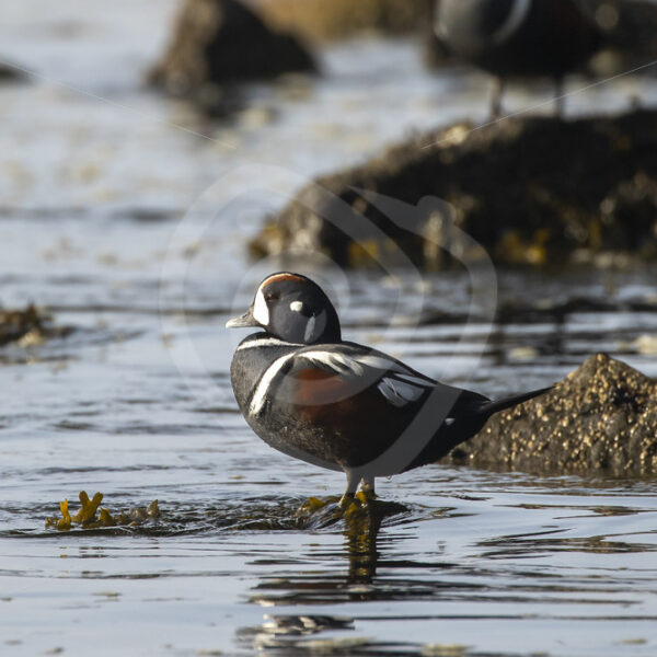 Harlequin duck on Botany Beach, Vancouver Island - Nature Stock Photo Agency