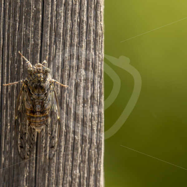 Manna cicade resting on a beam, Drôme region, South of France - Nature Stock Photo Agency