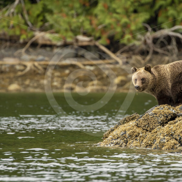 Nort Marican brown bear walking the shores of Vancouver Island - Nature Stock Photo Agency