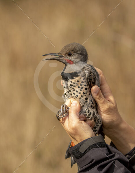 Northern flicker caught by a bird ringer - Nature Stock Photo Agency