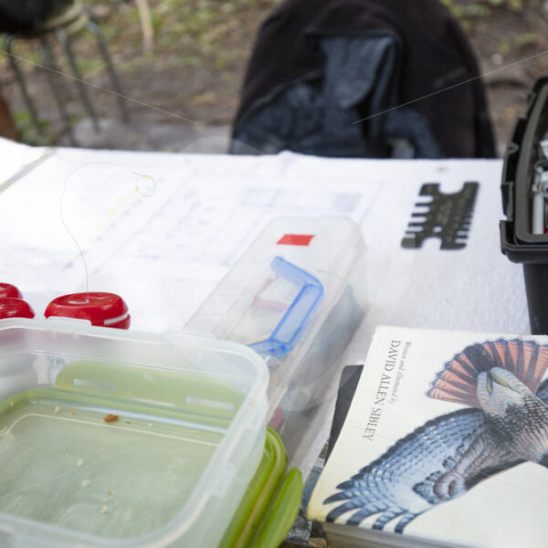 Outdoor working desk of a bird ringer - Nature Stock Photo Agency
