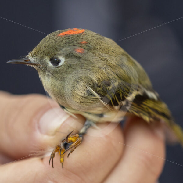 Ruby-crowned kinglet hold by a scientist - Nature Stock Photo Agency