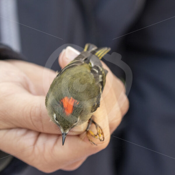 Ruby-crowned kinglet in the hands of a bird ringer - Nature Stock Photo Agency