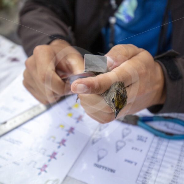 Song sparrow being measured by a scientist - Nature Stock Photo Agency