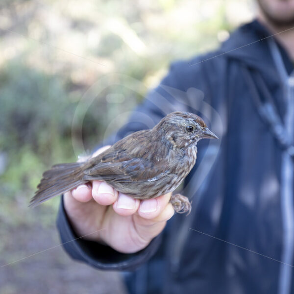Song sparrow hold by the scientist after ringing - Nature Stock Photo Agency