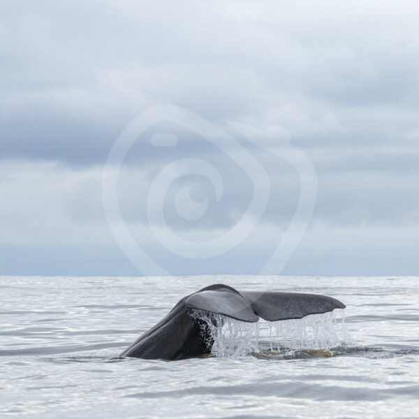Sperm whale with a fluke an some pooh - Nature Stock Photo Agency