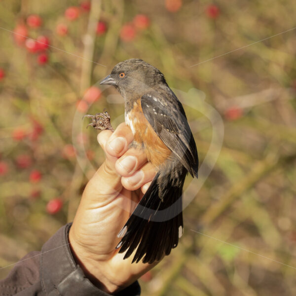 Spotted towhee (Pipilo maculatus) held by a researcher on Vancouver Island - Nature Stock Photo Agency