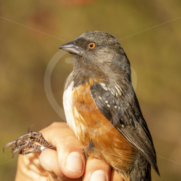Spotted towhee (Pipilo maculatus) held in the hand of a researcher for ringing - Nature Stock Photo Agency