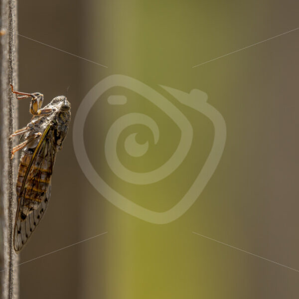 Cicada orni catching sun during the day, Drôme region, France - Nature Stock Photo Agency