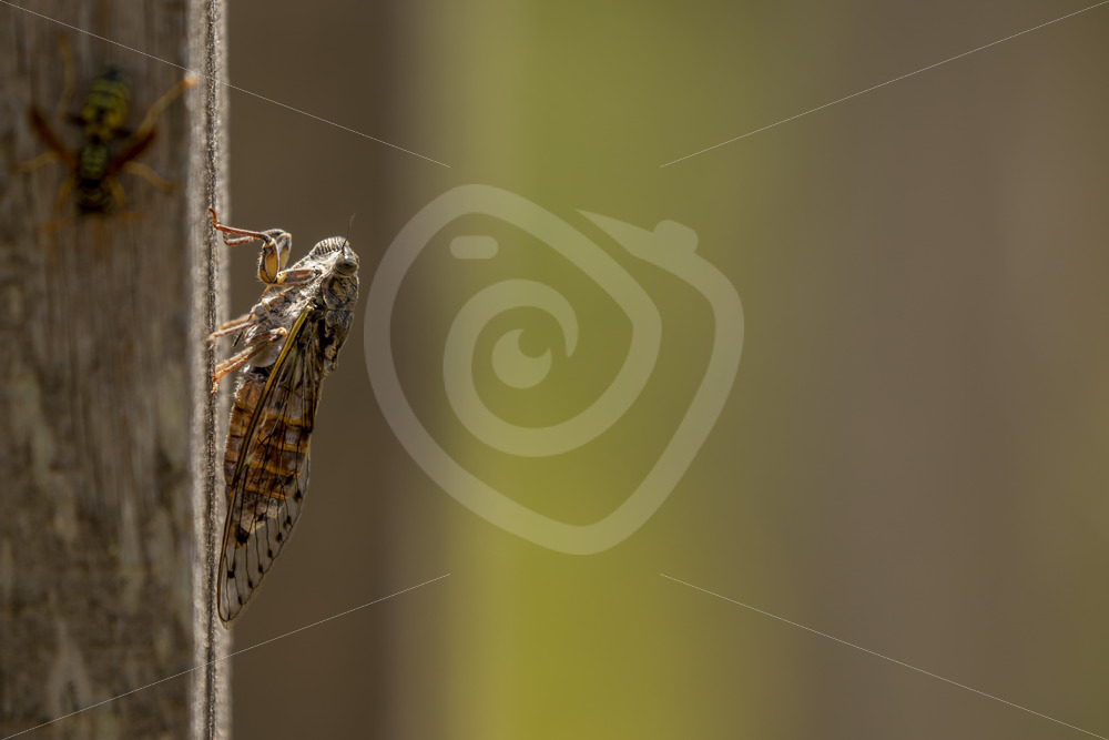 Cicada orni catching sun during the day, Drôme region, France - Nature Stock Photo Agency