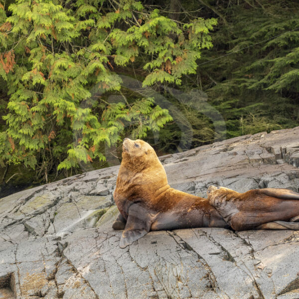 Couple of Steller’s sea lions - Nature Stock Photo Agency