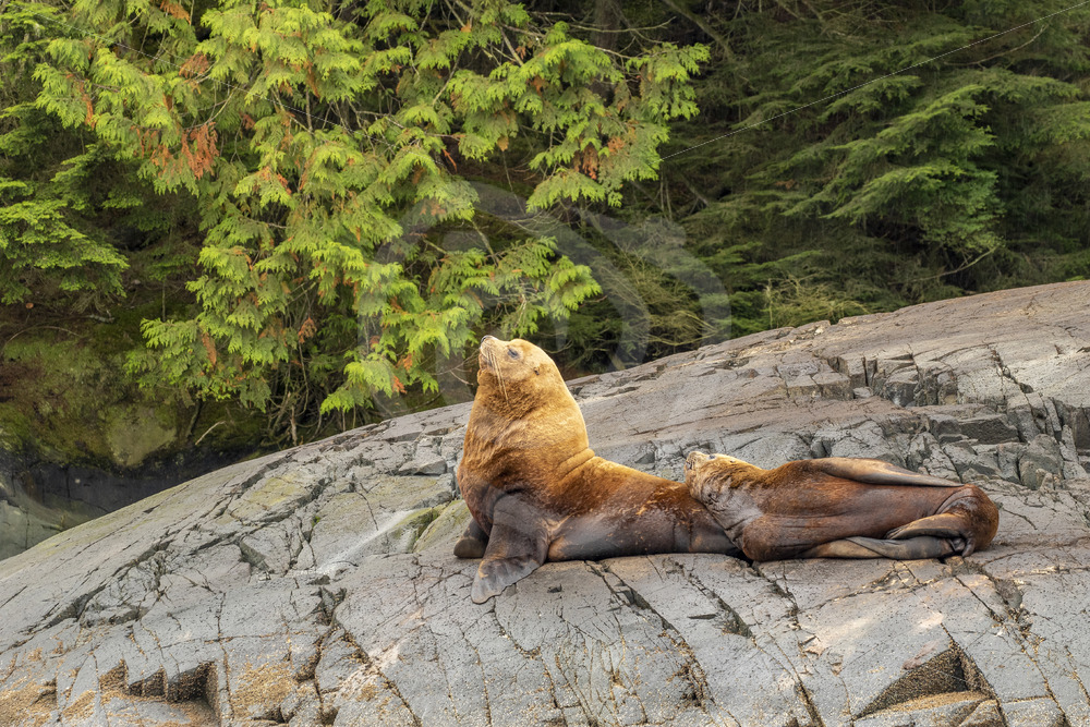 Couple of Steller’s sea lions - Nature Stock Photo Agency