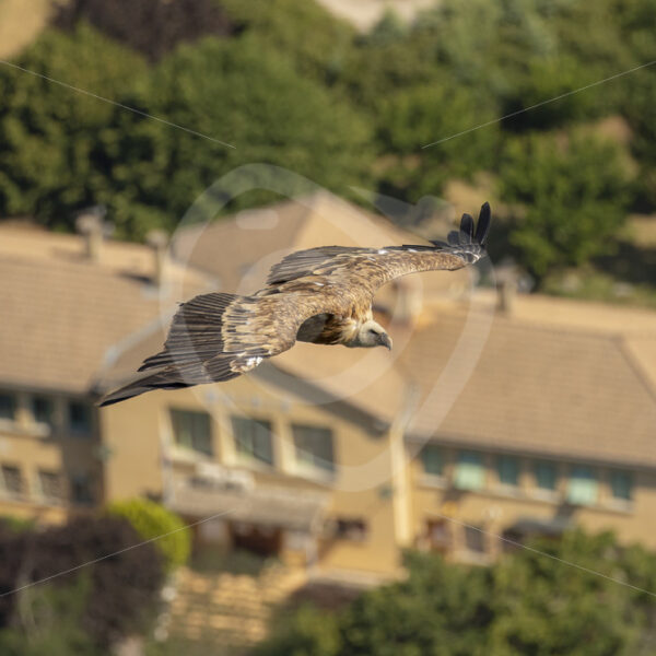 Griffon vulture flying over Rémuzat - Nature Stock Photo Agency