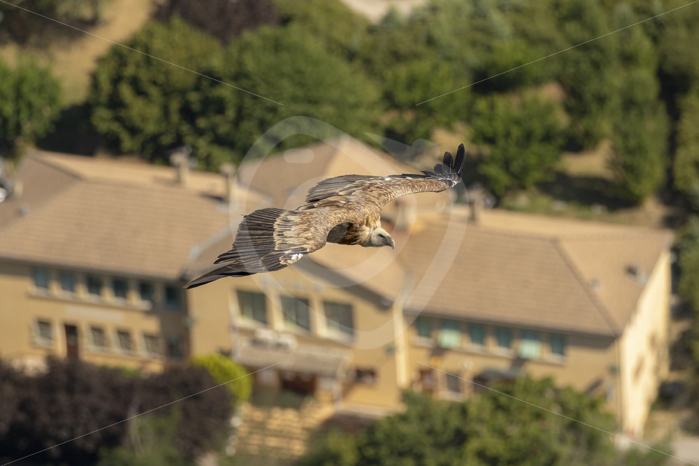 Griffon vulture flying over Rémuzat - Nature Stock Photo Agency