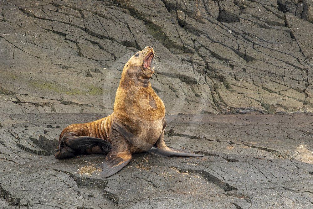 Male Steller sea lion roaring - Nature Stock Photo Agency