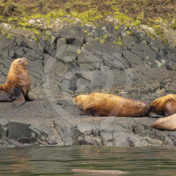 Small group of Steller’s sea lion in Alert Bay - Nature Stock Photo Agency