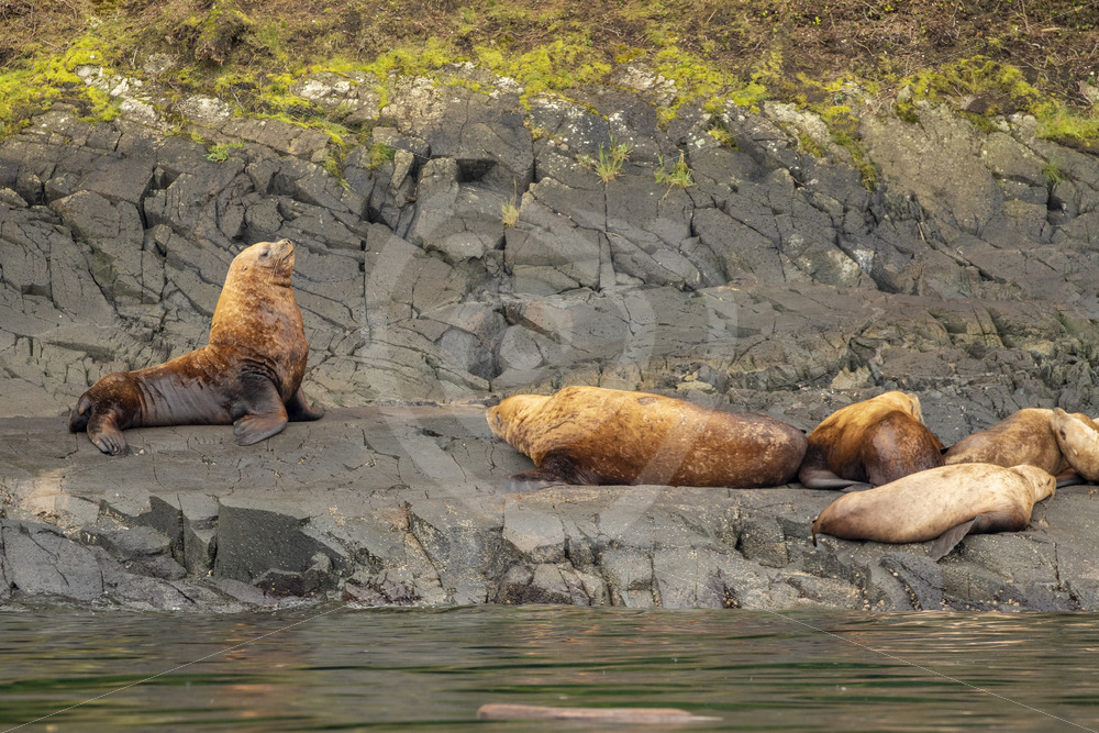 Small group of Steller’s sea lion in Alert Bay - Nature Stock Photo Agency