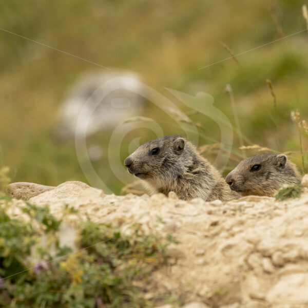 2 alpine marmots coming our of their nest - Nature Stock Photo Agency