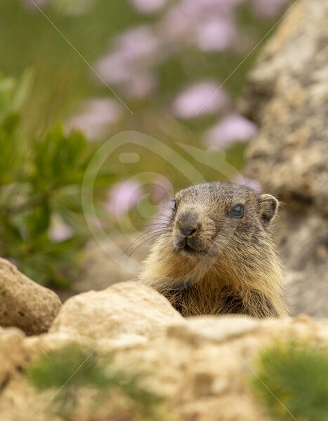 Alpine marmot checking the surroundings - Nature Stock Photo Agency