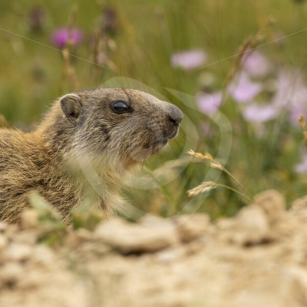 Alpine marmot overlooking its nesting place in the French Alps - Nature Stock Photo Agency