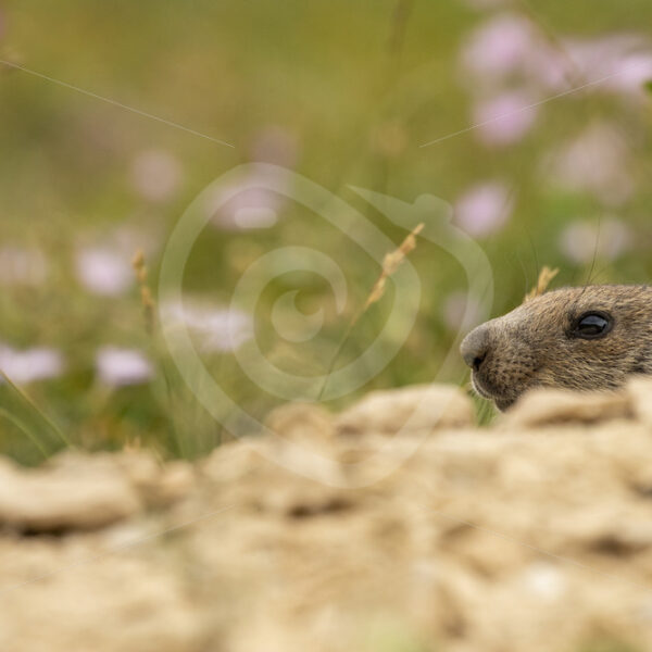 Alpine marmot peeking from its nest hole - Nature Stock Photo Agency