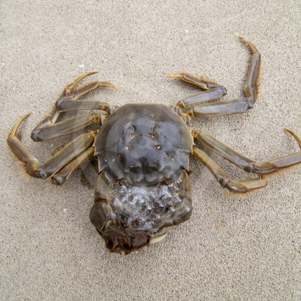 Burrowing crab making bubbles on the floor - Nature Stock Photo Agency