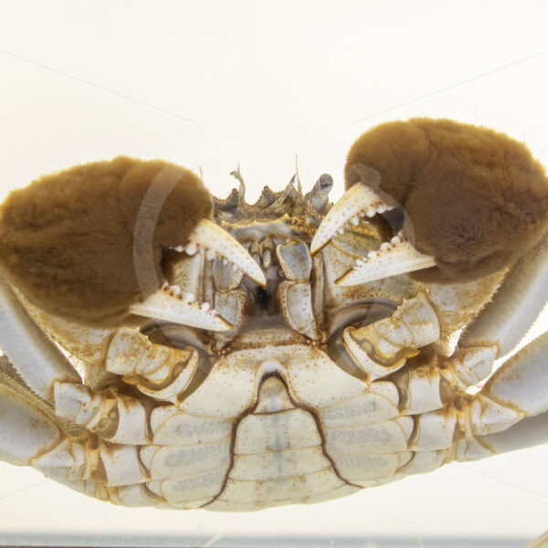 Chinese mitten crab (Eriocheir sinensis) close up in a research lab at the University of Antwerp, Belgium - Nature Stock Photo Agency