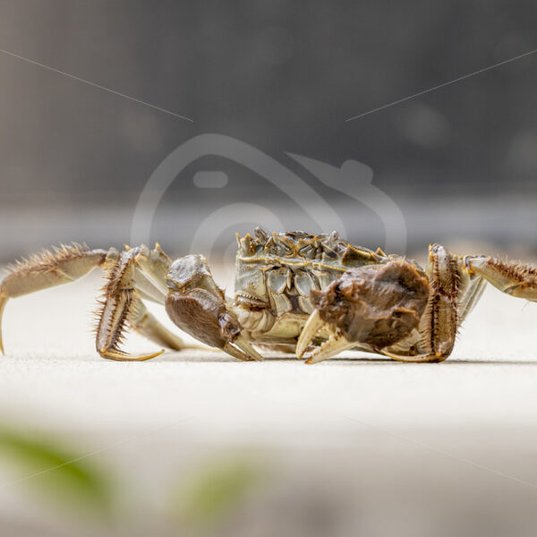 Chinese mitten crab crawling on the floor - Nature Stock Photo Agency