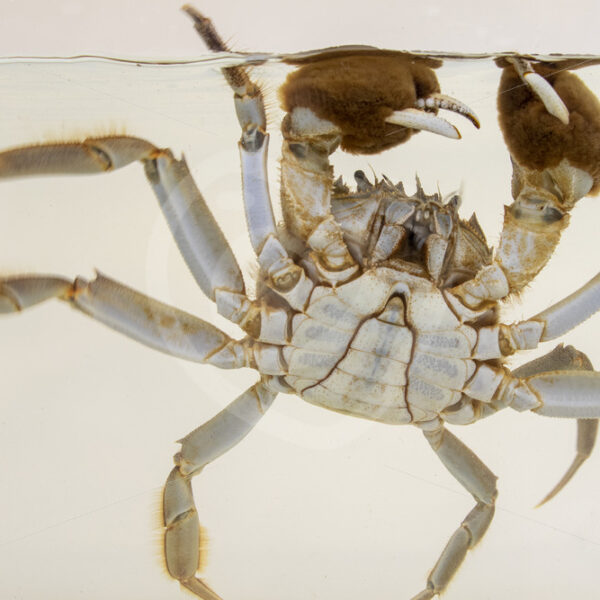 Chinese mitten crab in a research aquarium - Nature Stock Photo Agency