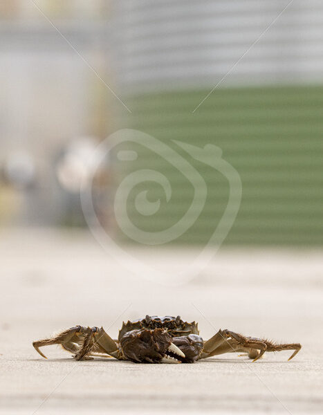 Chinese mitten crab in a research center on the floor - Nature Stock Photo Agency