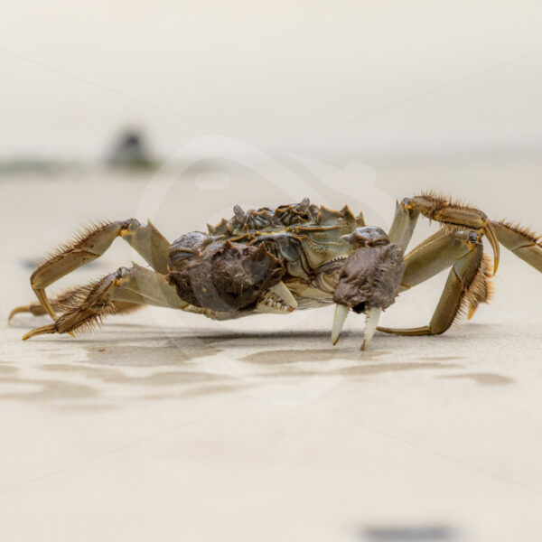 Chinese mitten crab on the floor - Nature Stock Photo Agency