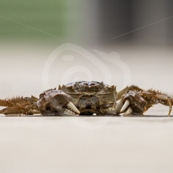 Chinese mitten crab on the floor - Nature Stock Photo Agency