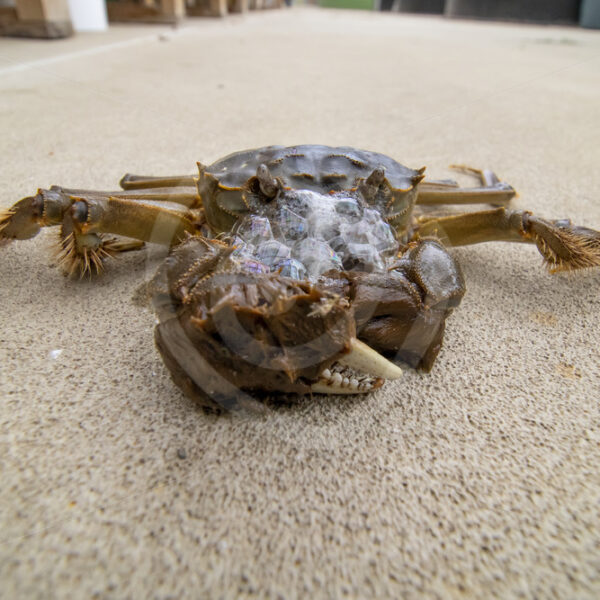 Chinese mitten crab on the floor of the research center - Nature Stock Photo Agency