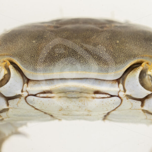 Chinese mitten crab shield in a research aquarium - Nature Stock Photo Agency