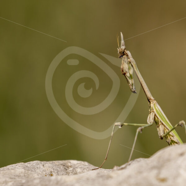 Conehead mantis in the Drôme, France - Nature Stock Photo Agency