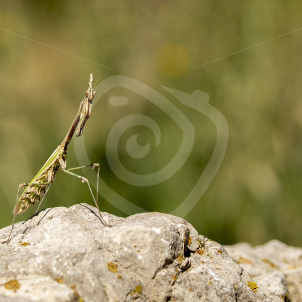 Conhead mantis checking the environment from a rock - Nature Stock Photo Agency