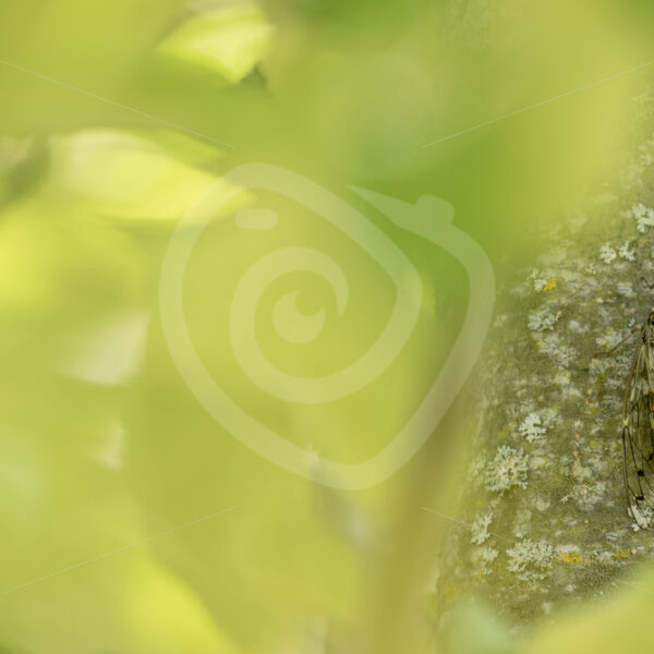 Manna cicada between the leaves on a tree - Nature Stock Photo Agency