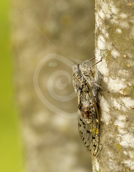 Manna cicada camouflaged on a tree - Nature Stock Photo Agency