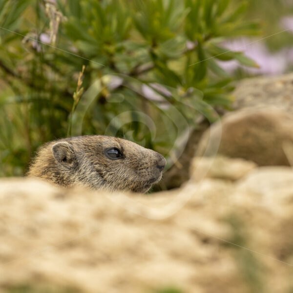 Marmota marmota barely coming out of its nesting hole - Nature Stock Photo Agency