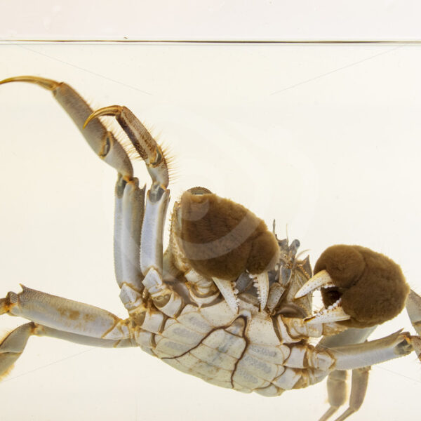 Mitten crab underwater in a research tank - Nature Stock Photo Agency