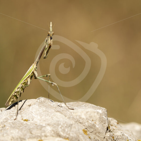 Praying mantis in La Drôme de Provence - Nature Stock Photo Agency
